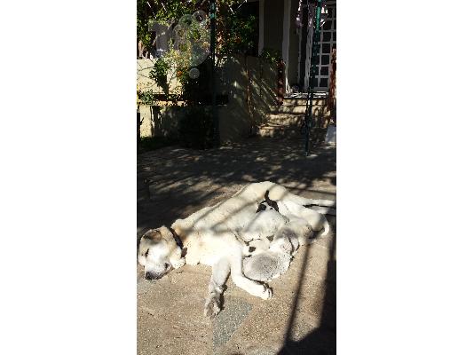 Ασιατικος Ποιμενικος